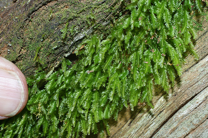 https://www.nzplants.auckland.ac.nz/en/about/mosses/native-species/rhizogoniaceae/rhizogonium-novae-hollandiae.html